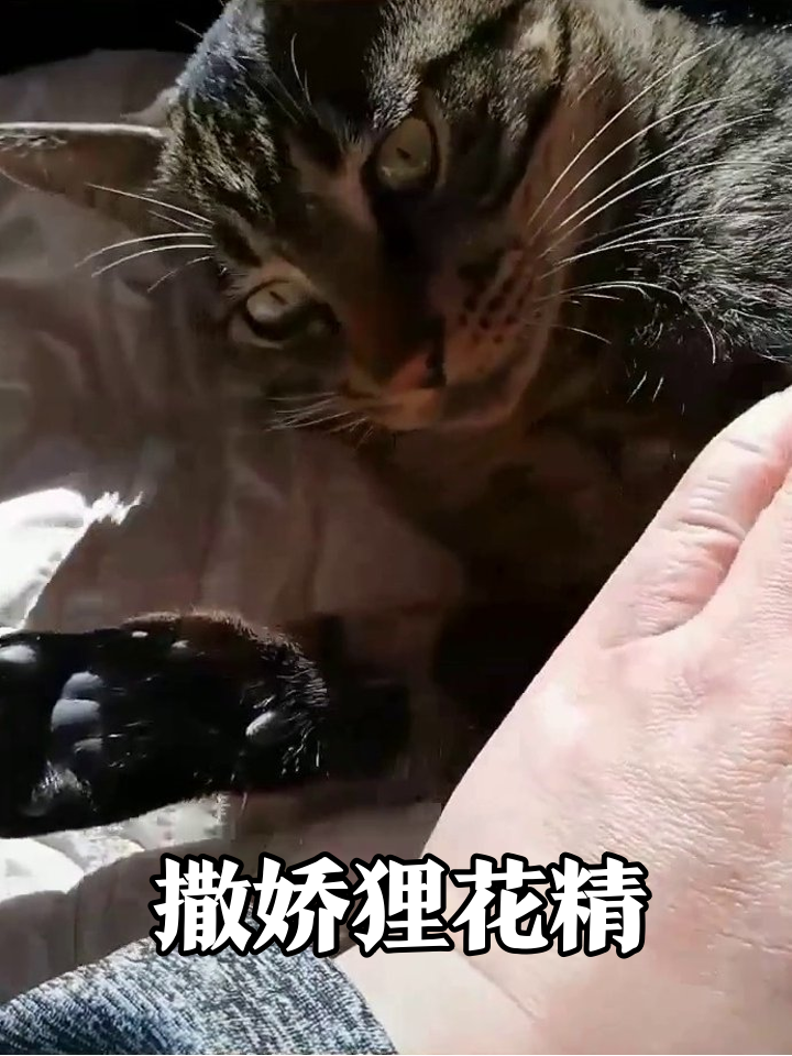 狸花猫撒娇名场面:摸肚子秒变表情包,舔手手萌化了