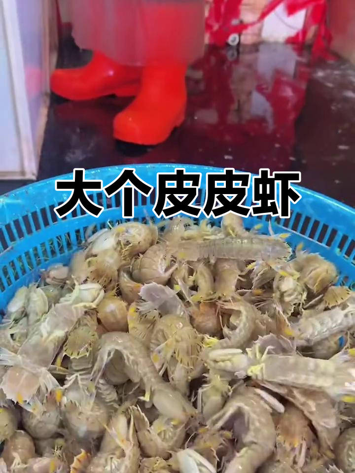 新鲜皮皮虾,15米起捕大个头!