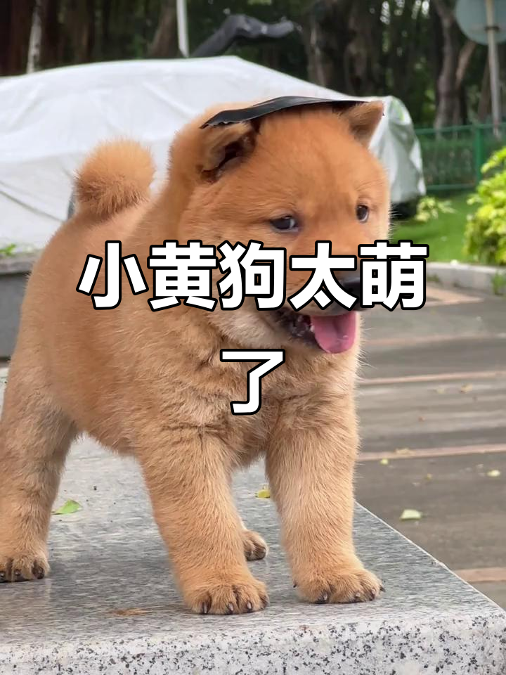 谁家的小黄狗这么可爱,没人要我就带回家啦!