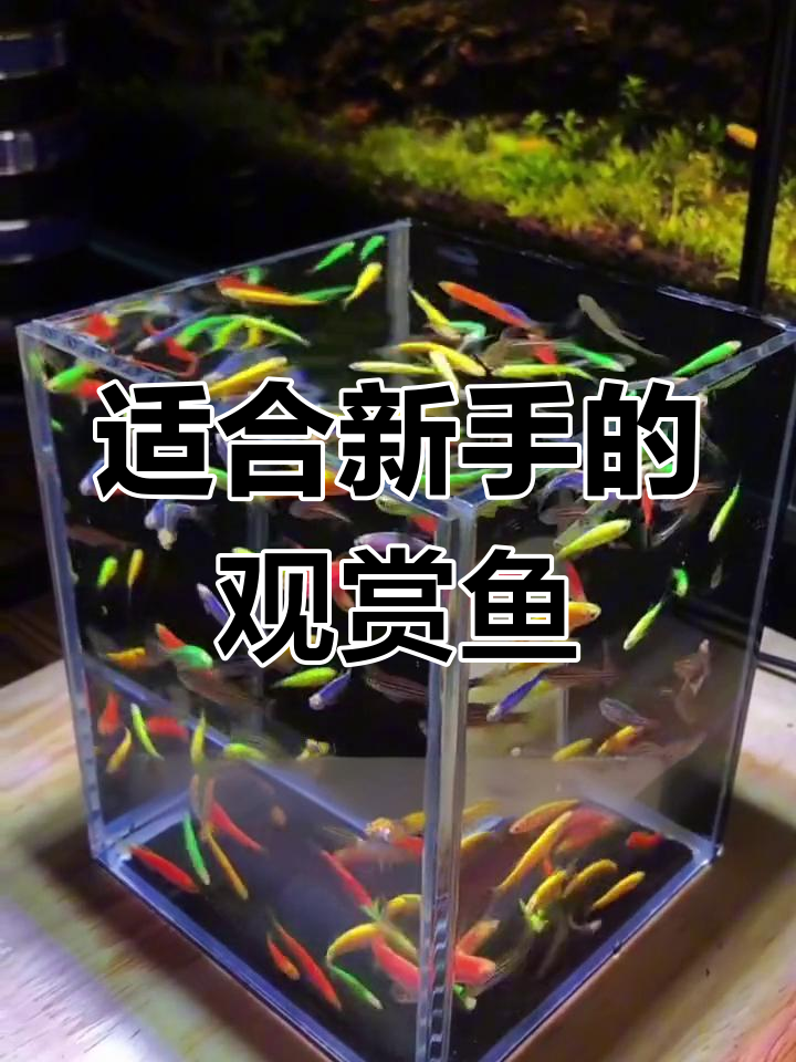 新手养鱼推荐:七彩斑马与天使鱼的完美选择