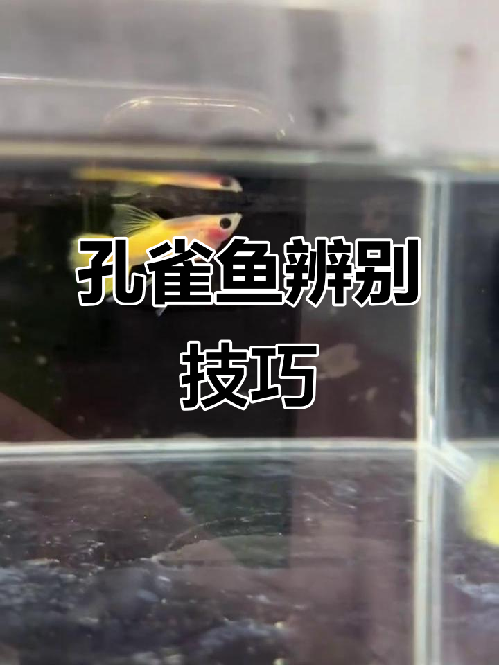 一分钟带你了解孔雀鱼品相,轻松分辨公母与特征!