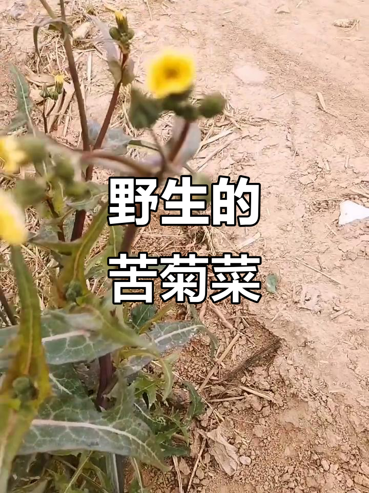 野生苦苣菜:食用方法与价值揭秘