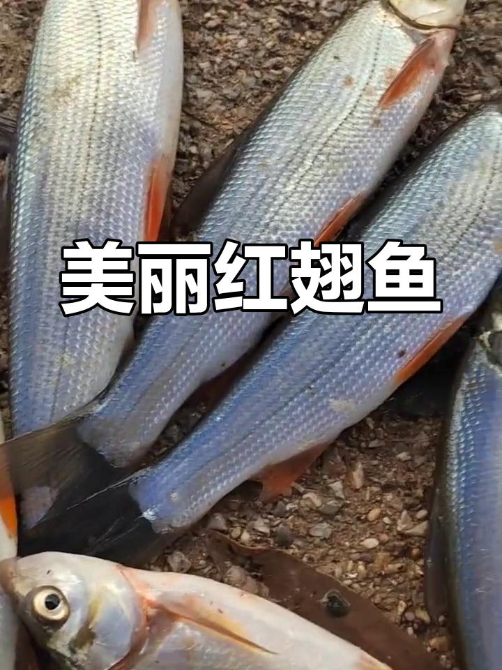 红翅鱼基地探秘