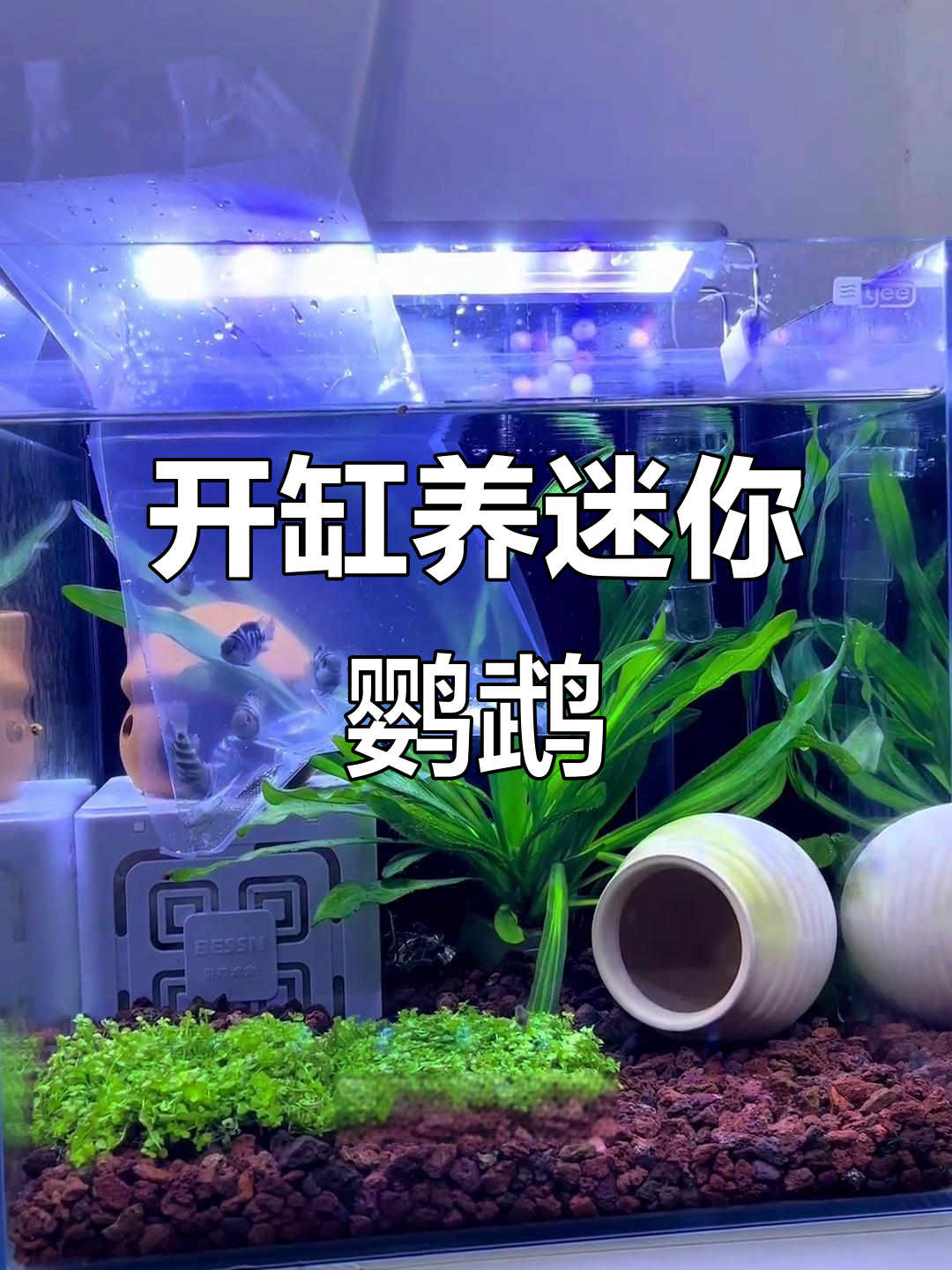 迷你鹦鹉鱼开缸全攻略，新手必看！