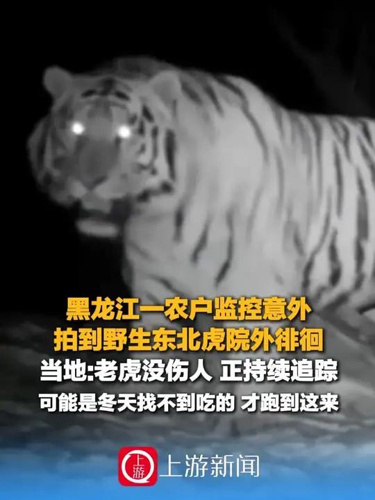11月29日(报道)黑龙江一农户 监控意外拍到野生东北虎院外徘徊,当地:老虎没伤人 正持续