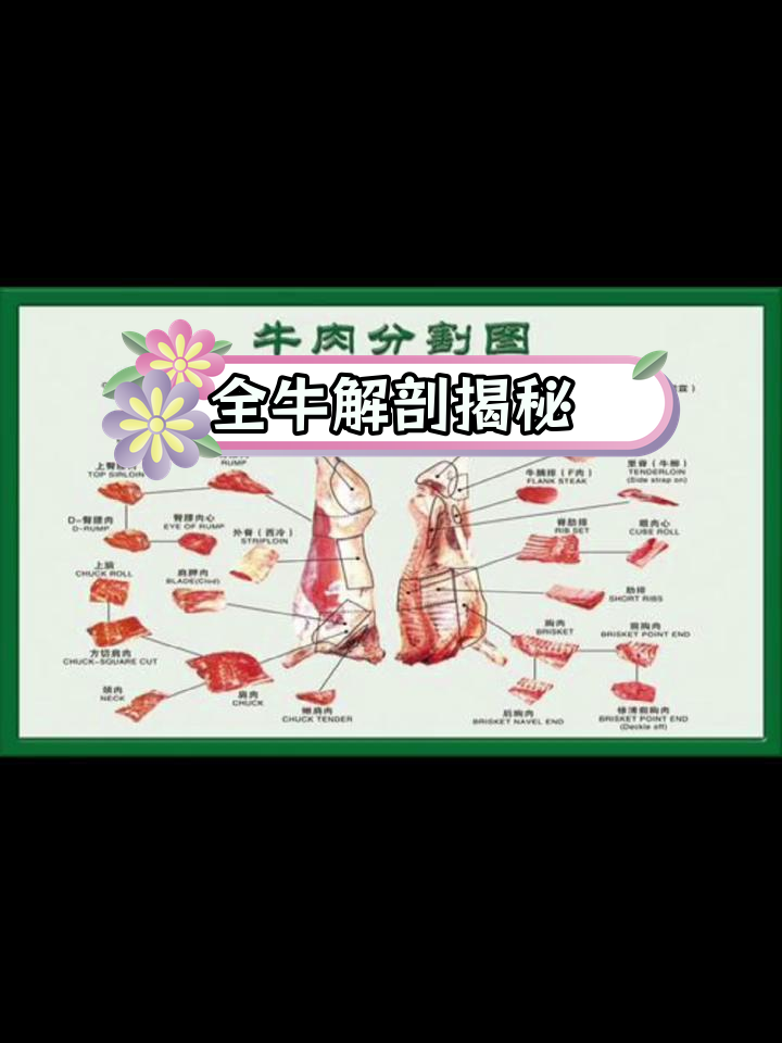 牛的全解剖图解,带你了解牛肉部位