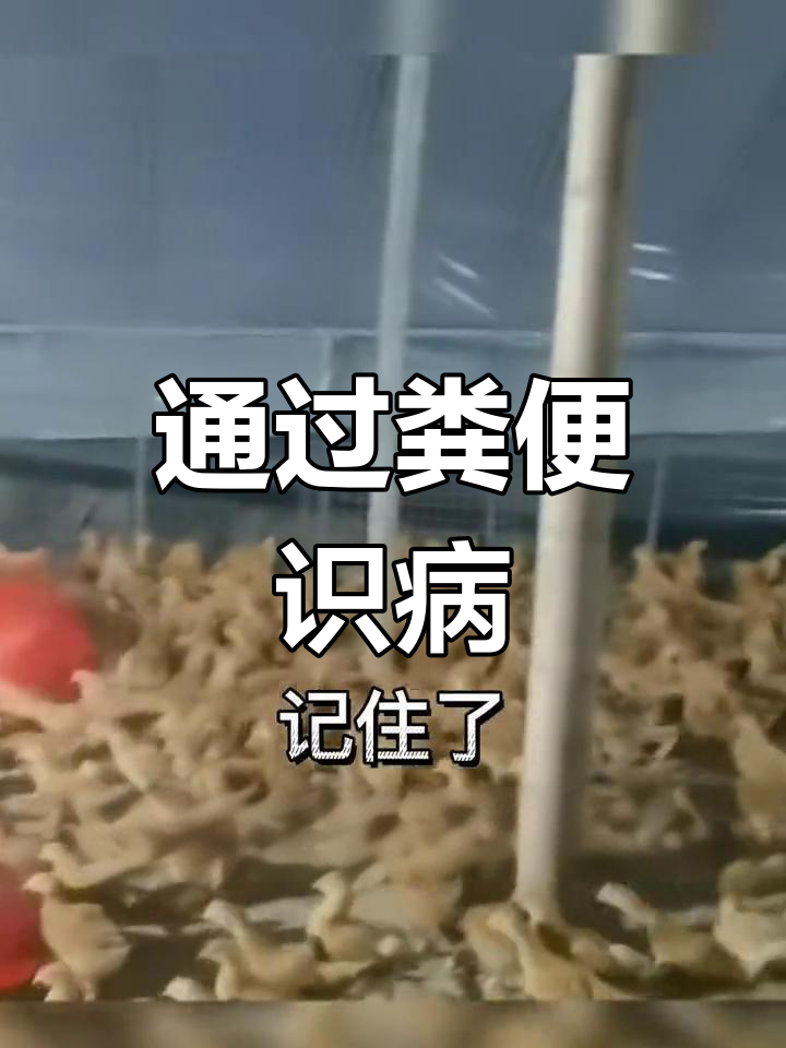 鸡粪异常揭示疾病信号,如何识别?