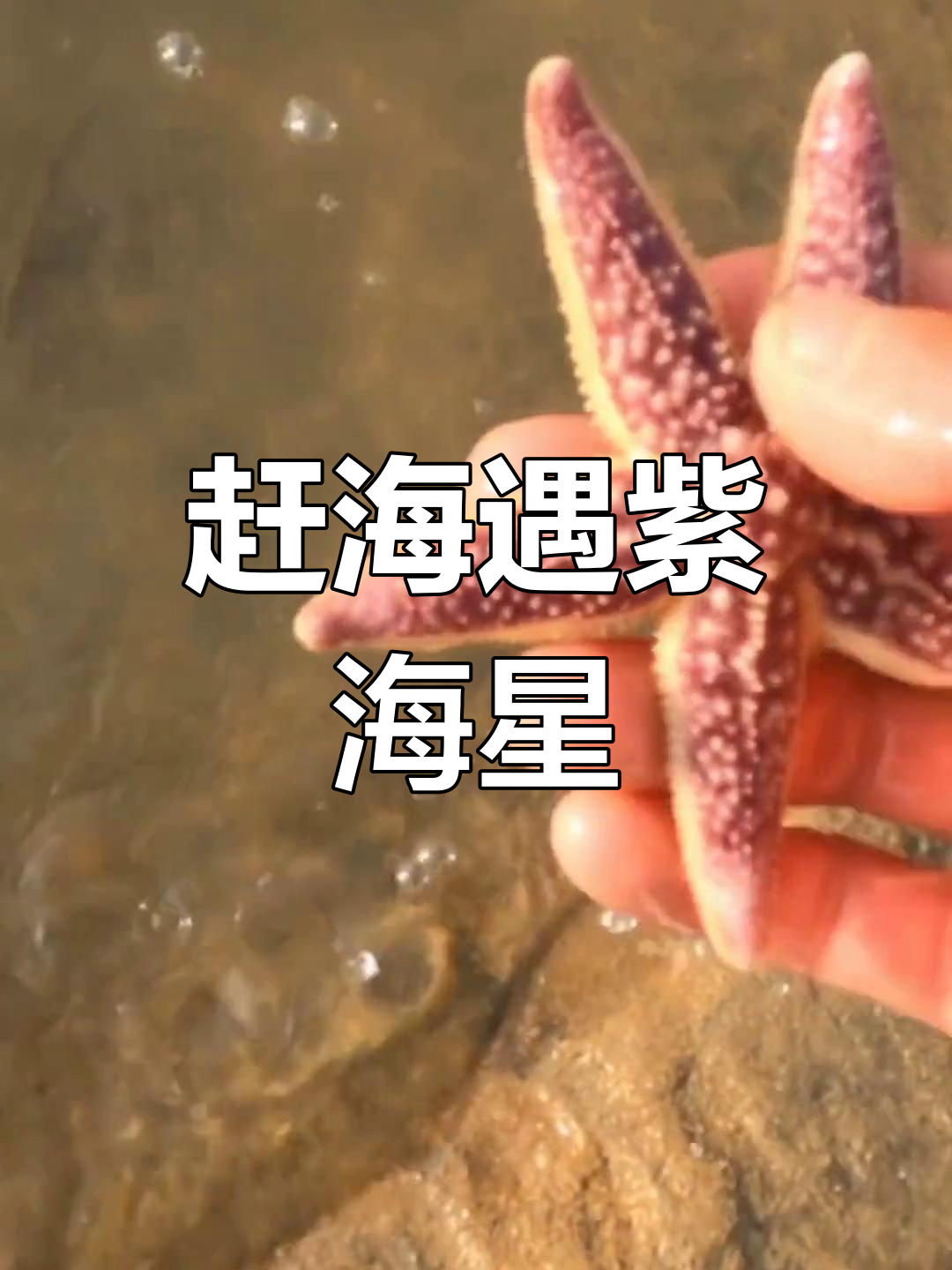 海星泛滥,赶海发现紫色大宝和短腿小八爪