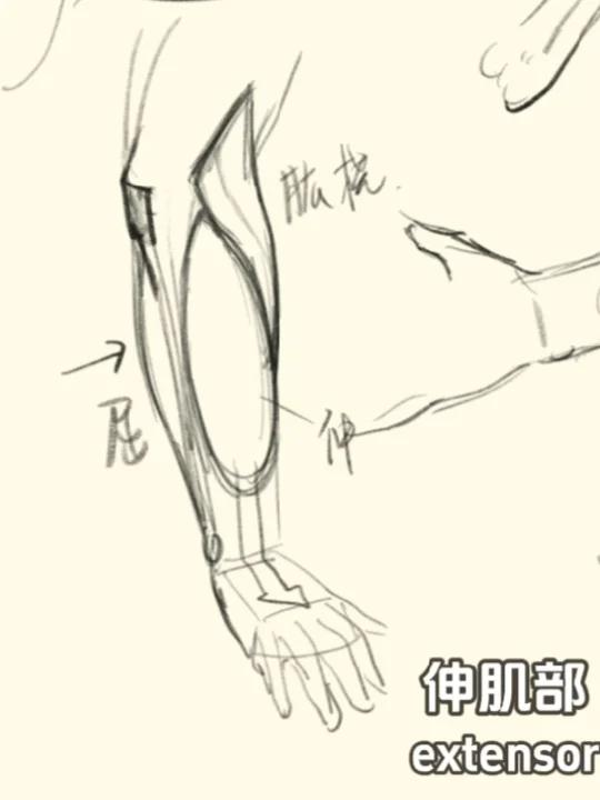 画小臂不用记住所有肌肉?这样分类就够了