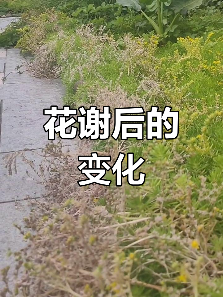佛甲草多肉花期过后,竟然是这样!