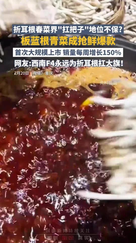 板蓝根青菜成抢鲜爆款