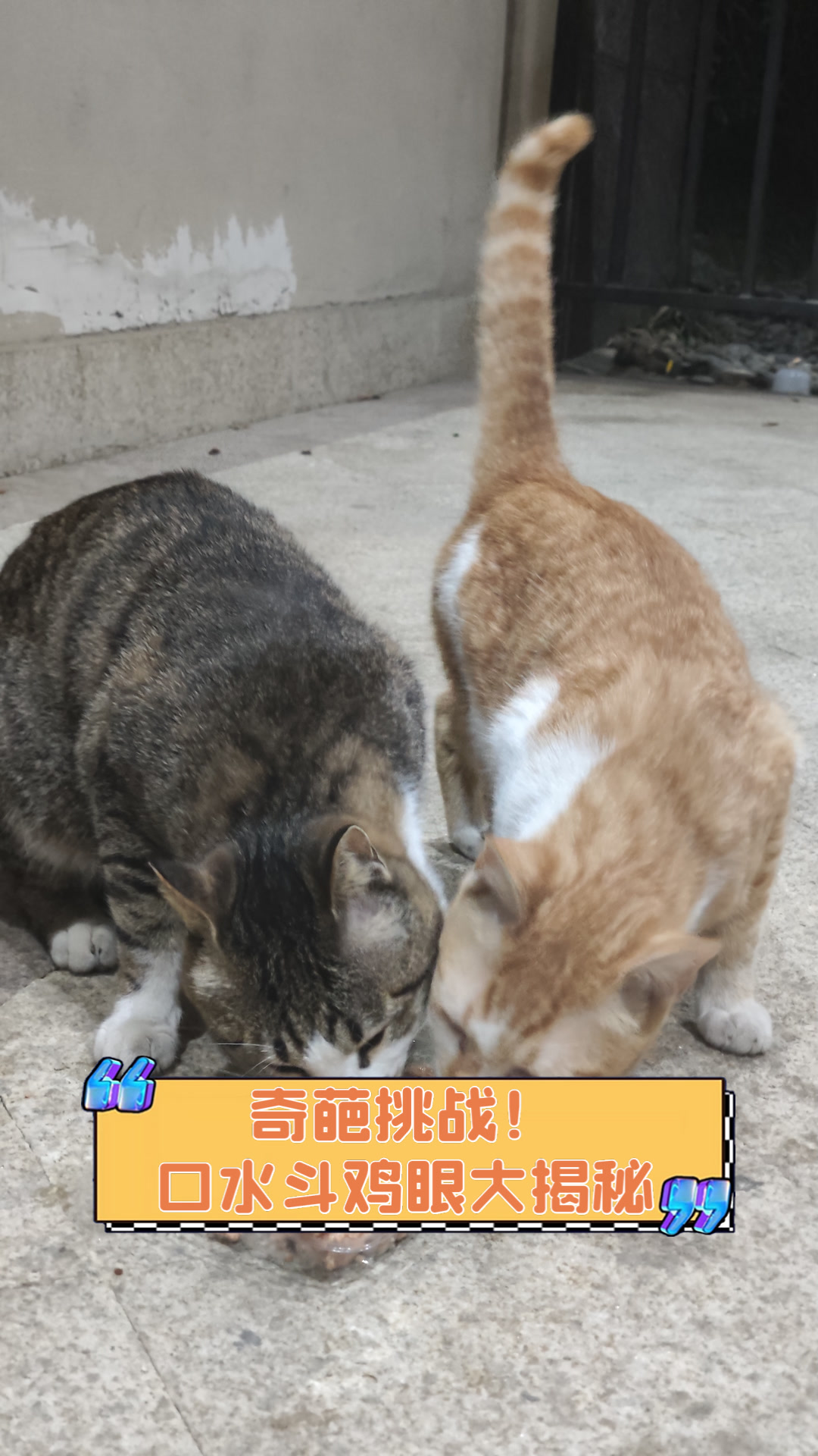 奇葩挑战!口水斗鸡眼大揭秘