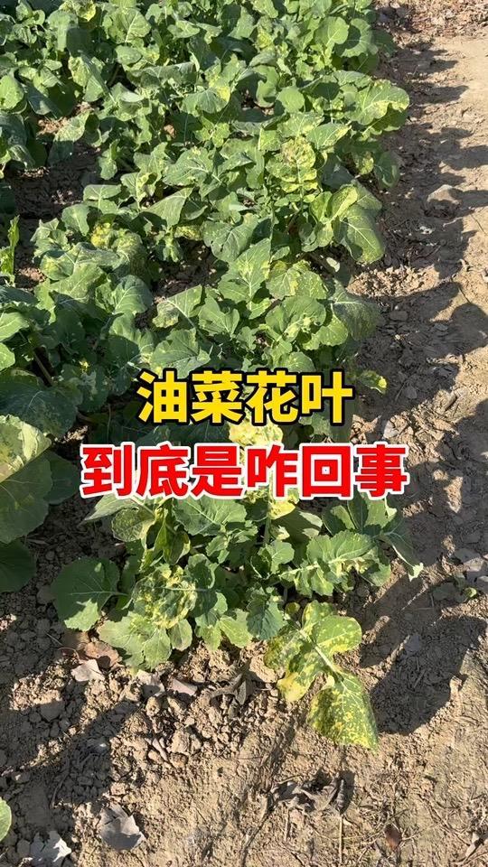 油菜花叶咋回事?##三农 #抖音合集升级计划 #农作物农技110 #农业