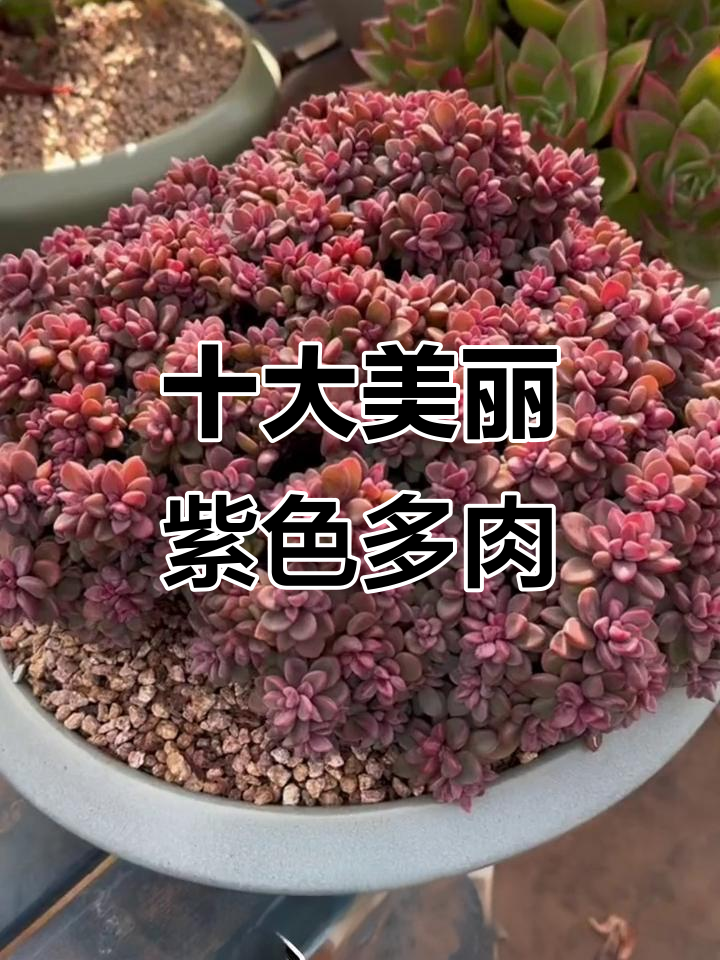 10款超美的紫色系多肉植物,你绝对喜欢