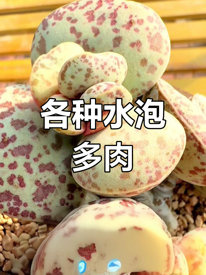 水泡多肉品种大盘点,胖叶大紫斑最抢眼