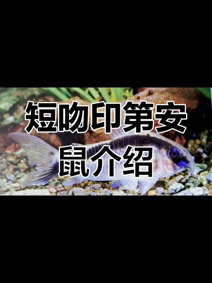 短吻印第安鼠与普通鼠鱼的区别,了解巴西秘鲁特产