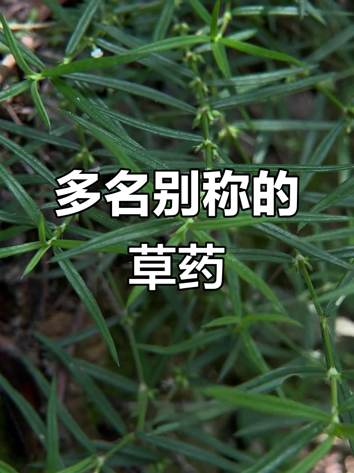 纤花耳草,别名众多,包括虾子草、白花蛇觅等