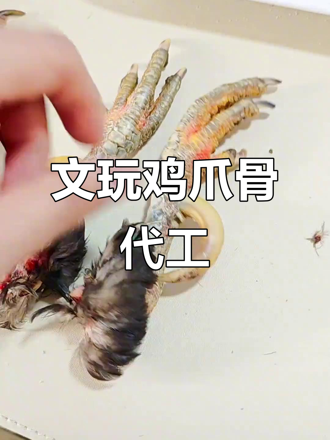 莱芜鸡爪骨文玩加工,精细抛光打造完美对称