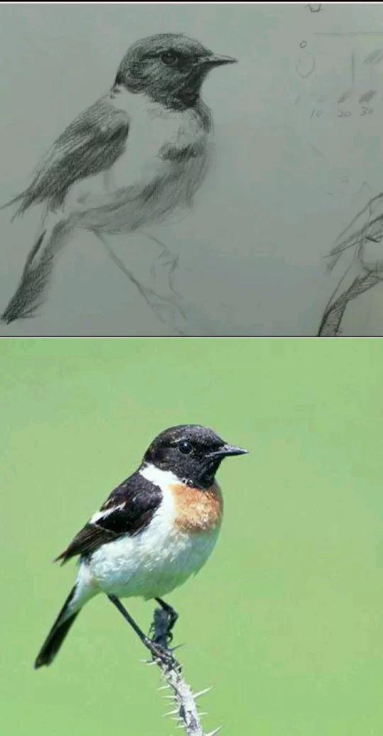 素描动物示范:小鸟的素描画法你会了吗?