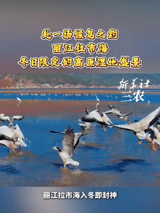 赴一场候鸟之约！丽江拉市海，冬日限定的高原湿地盛景。丽江拉市海冬日观鸟季候鸟天堂高原湿地万