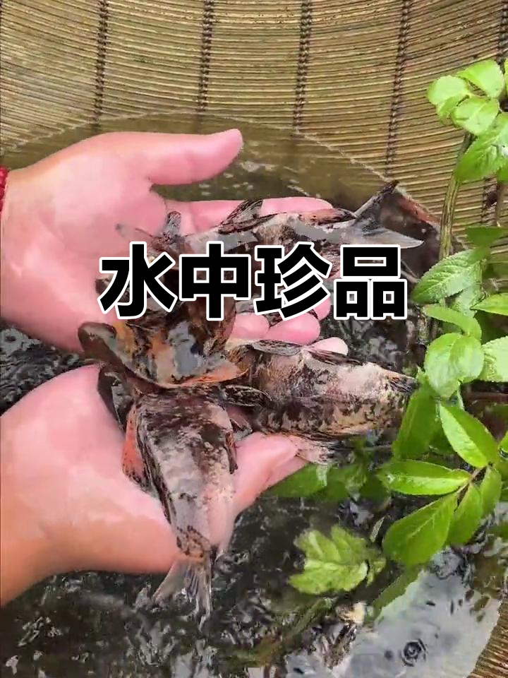 中华胭脂鱼,水中的稀有美味,杂食性底层鱼类