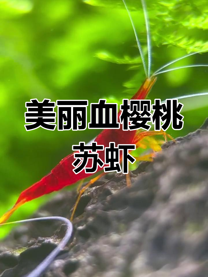 血樱桃苏虾的魅力