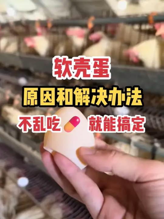 鸡下软壳蛋怎么办,九成九都输在了“钙磷”上 别再花冤枉钱!别再瞎猜乱试!找准问题,解决起来