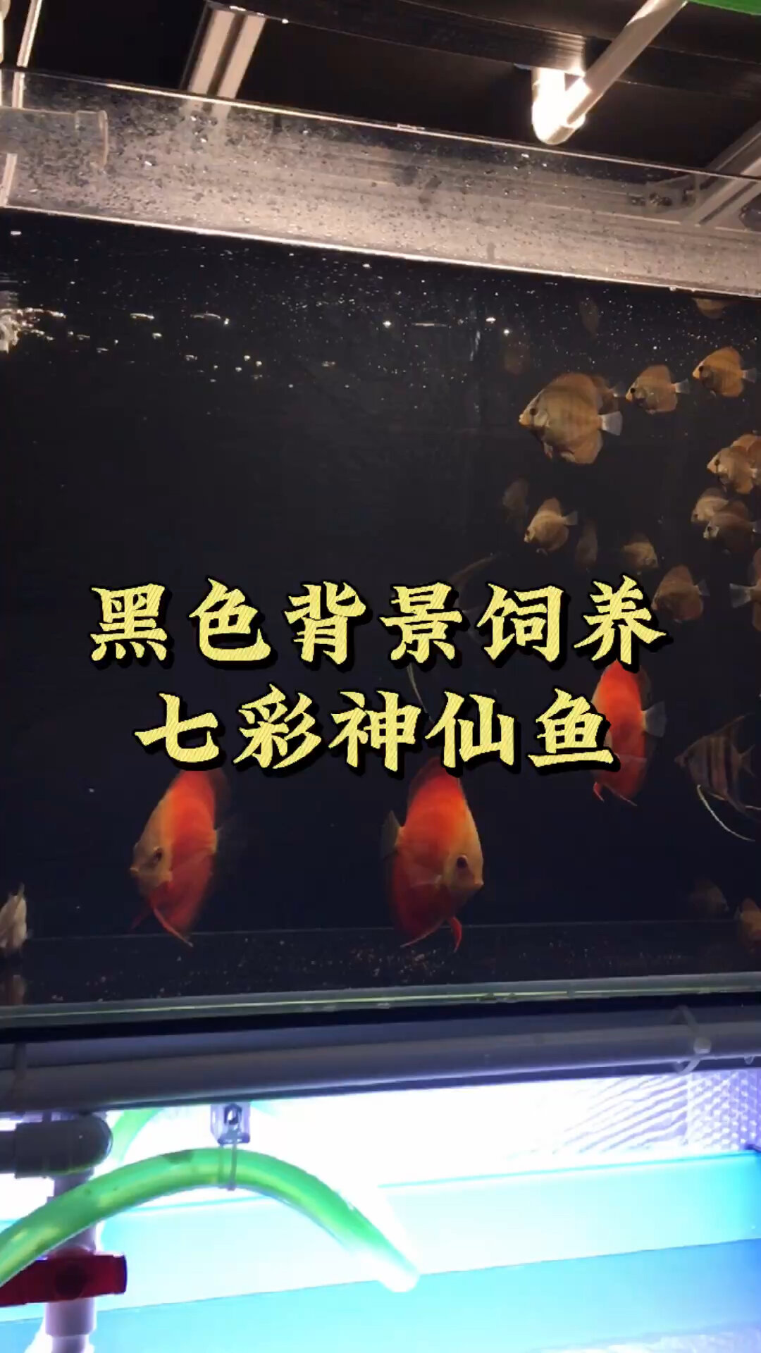 黑色背景饲养七彩神仙鱼
