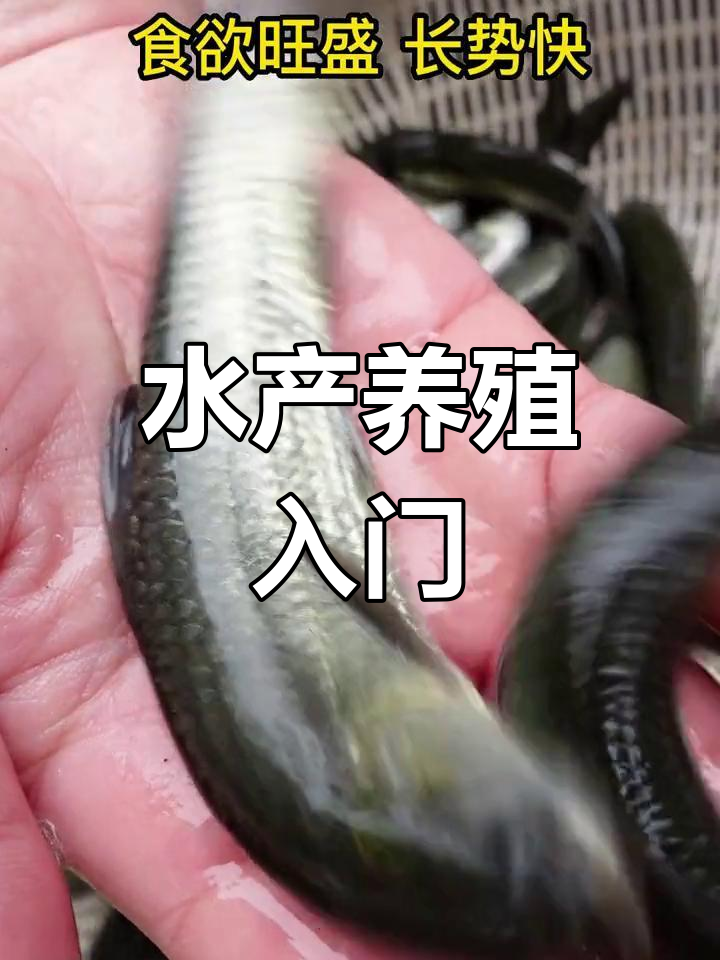 螺蛳青鱼养殖技巧