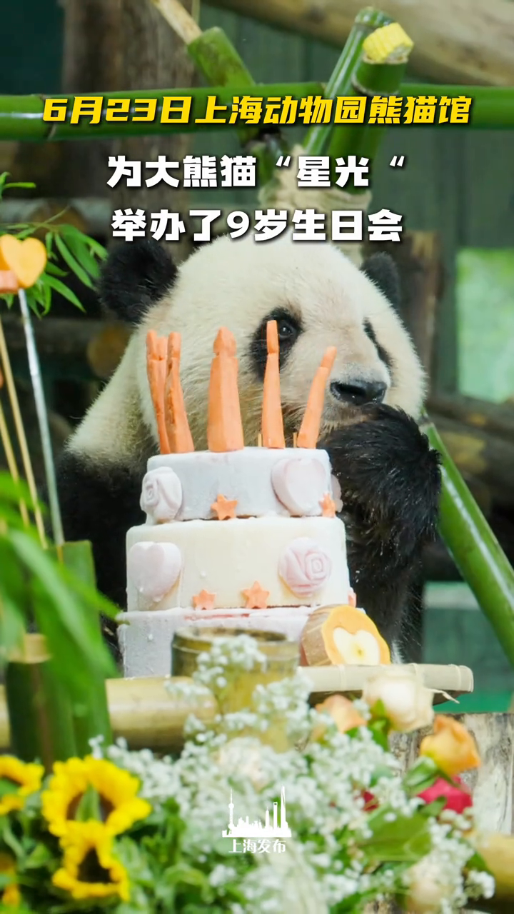 大熊猫星光九周岁生日快乐!现场仪式感满满～
