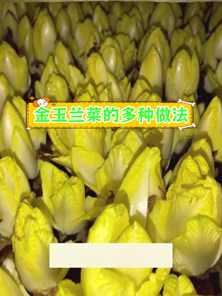 高端蔬菜金玉兰菜,凉拌生吃皆宜