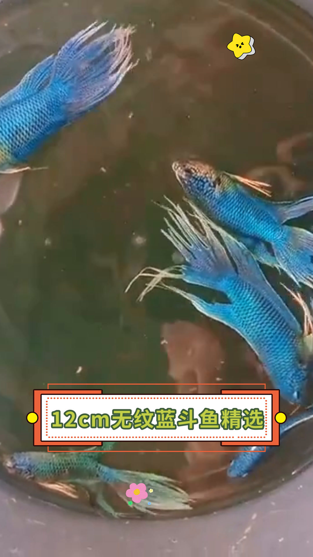 12cm无纹蓝斗鱼精选