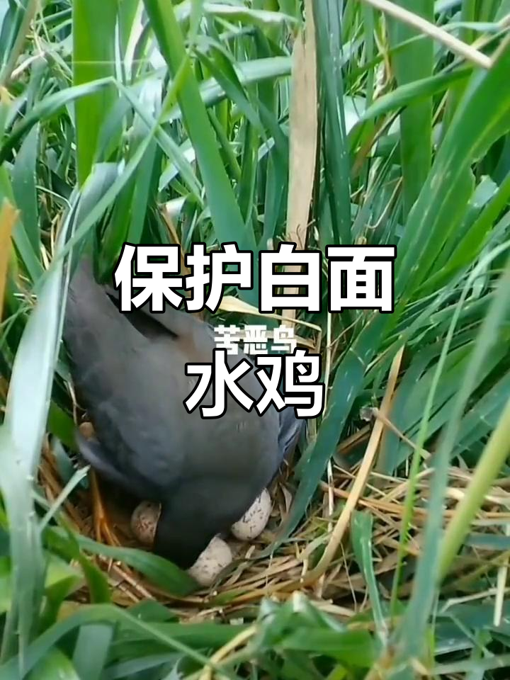 白面水鸡:栖息湿地,守护鸟巢与蛋