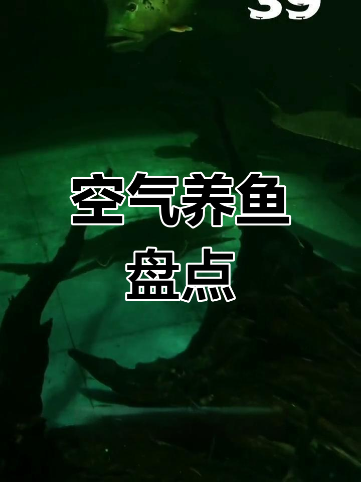 观赏鱼大集合!从幽灵火箭到食人鱼的奇妙世界