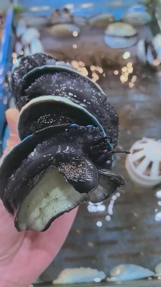 你们的鲍鱼是什么样子