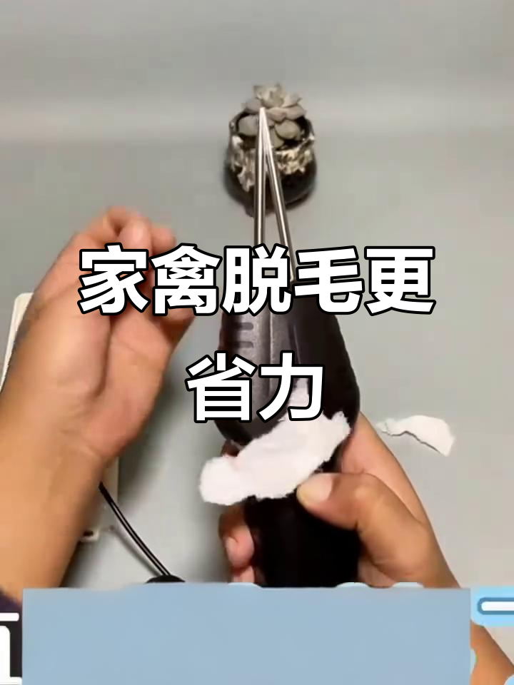 电动拔毛神器,轻松去鸭鹅家禽毛发
