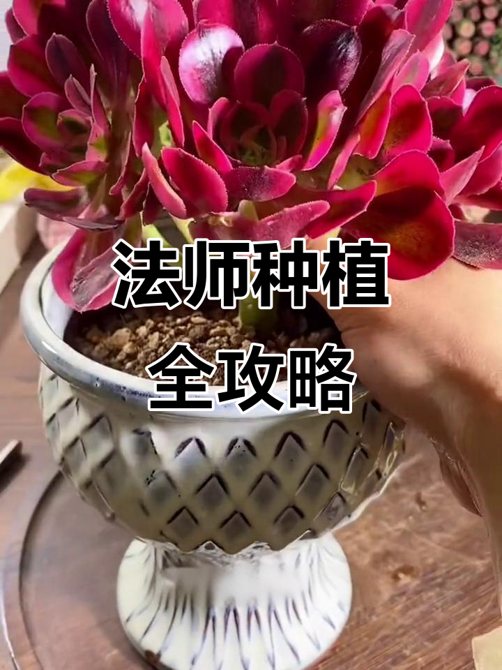网购法师到手后如何处理?新手必看种植技巧