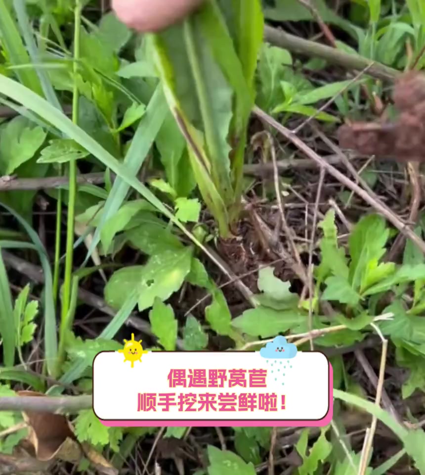 偶遇野莴苣,顺手挖来尝鲜啦!