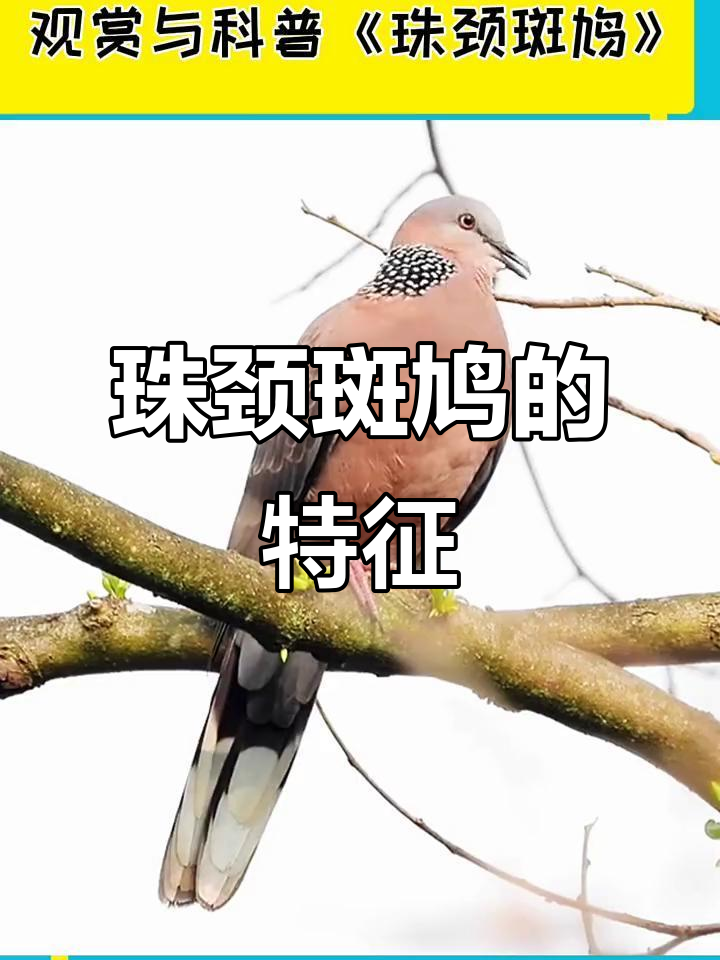 珠颈斑鸠,成鸟有珍珠斑点,幼鸟则无此特征