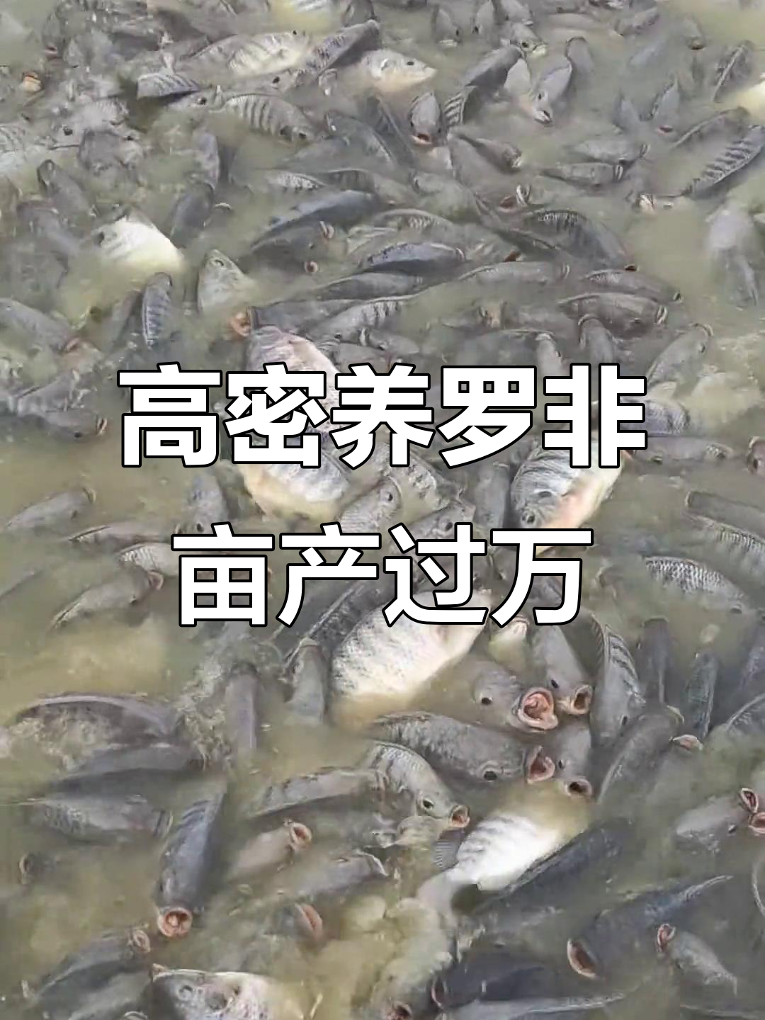 一亩罗非鱼养殖超万斤,高密度技术助力丰收