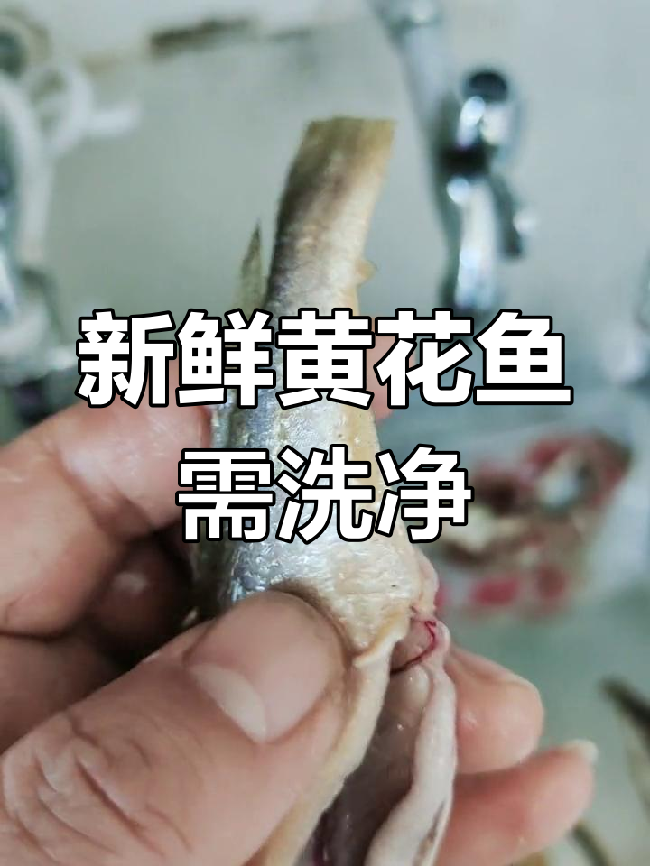 黄花鱼肚子有寄生虫,清洗要彻底
