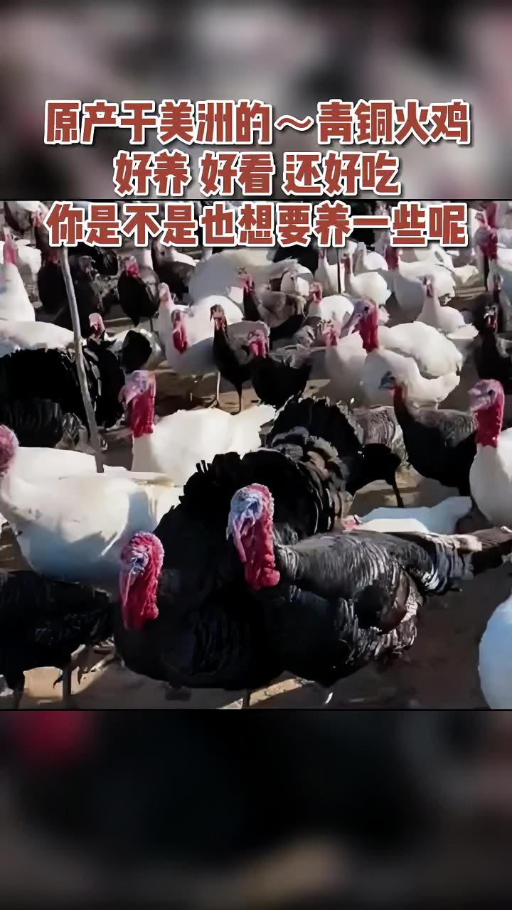 新农人计划2022 云枫教你学养殖 我的乡村生活 农村创业养殖 三农 火鸡 养殖 种养结合
