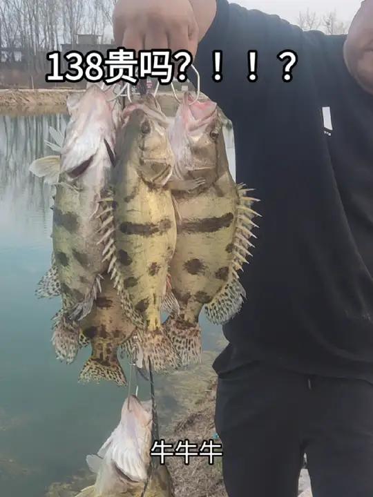 南阳东路亚基地 打造豫南鄂北范围独家多鱼种特种鱼路亚钓场,本钓场开业第三周,保障鲈鱼太阳鱼