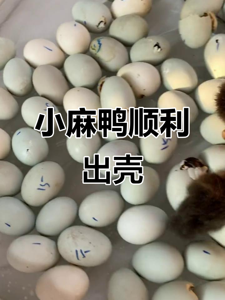 小麻鸭孵化成功,出壳率超高!养殖温度调节技巧揭秘