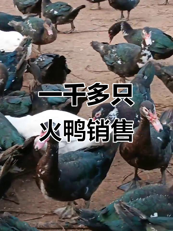 火鸭养殖场,千只散养,批发价十元一斤