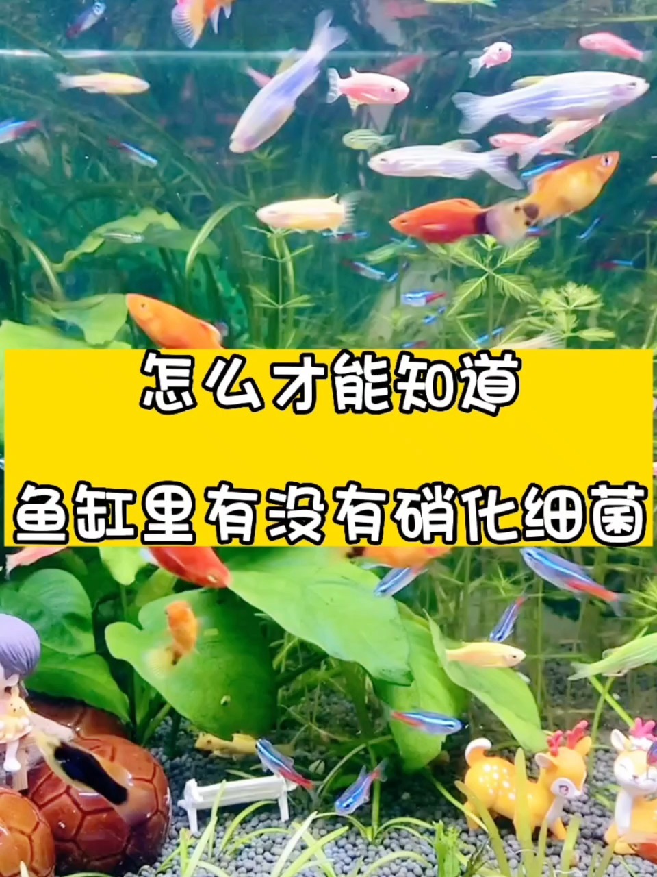 怎么知道鱼缸有没有硝化细菌鱼缸水质净化 生态鱼缸 鱼池水质净化 鱼缸硝化细菌