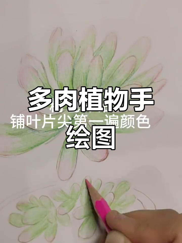 彩铅多肉植物乙女心写生，细节满满的手绘体验