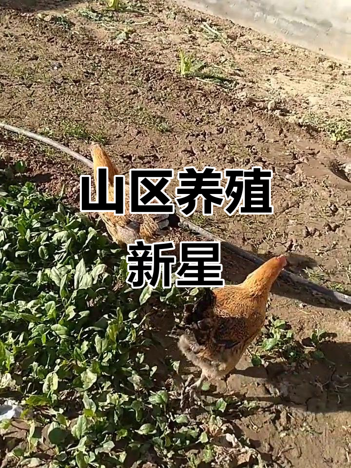 青脚麻鸡生长迅速，肉质鲜美，成为山区养殖新宠