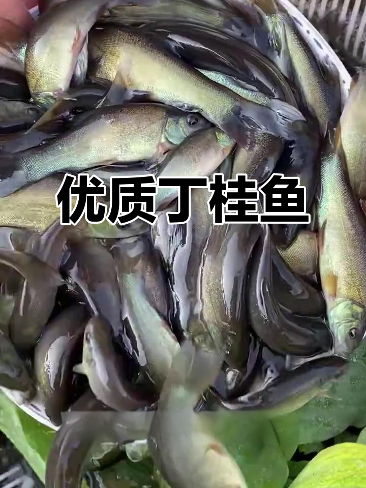 丁桂鱼苗适合淡水养殖,抗寒力强,品质优良