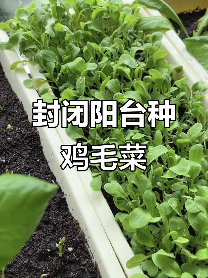 阳台种菜小记:从种子到收获,鸡毛菜的成长历程
